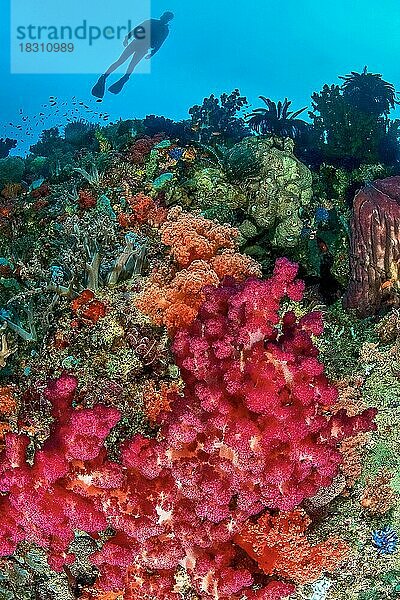 Lebendiges buntes farbiges Korallenriff mit Weichkorallen (Dendronephthya)  im Hintergrund Silhouette von Taucher  Indopazifik  Pazifik  Molukken  Indonesien  Asien