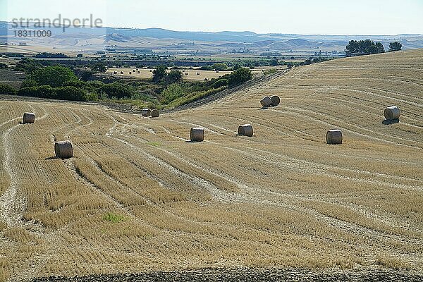 Landschaft um Irsina  Provinz Matera  Region Basilikata  Italien  Basilikata  Italien  Europa