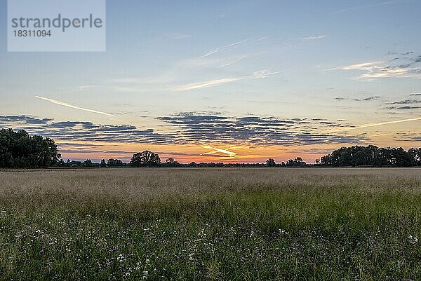 Sonnenaufgang im Naturpark Westhavelland  Rübehorst  Brandenburg  Deutschland  Europa