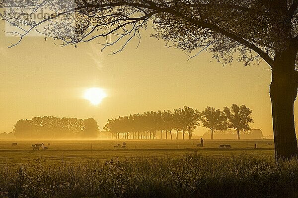 Hirte  Landwirt  der seine Schafe auf einer Wiese im Frühnebel kontrolliert  Silhouette gegen den Sonnenaufgang im Frühling  Gelderland  die Niederlande