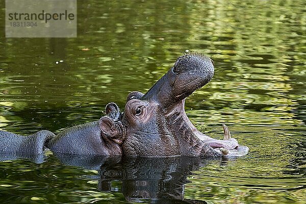 Nahaufnahme eines Nilpferd (Hippopotamus amphibius) im Teich  das gähnt und die Zähne im offenen Maul zeigt  Zoo Antwerpen  Belgien  Europa