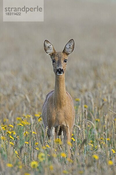 Reh (Capreolus capreolus)  weiblich  auf Futtersuche in einem Weizenfeld mit Wildblumen im Juli im Sommer