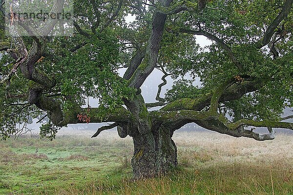 Dicke solitäre Stieleiche (Quercus robur)  Stieleiche  Französische Eiche im Feld im Nebel