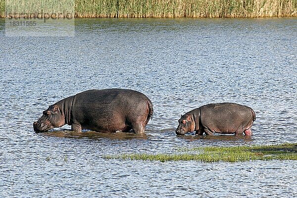 Nilpferd (Hippopotamus amphibius) beim Waten im See  St. Lucia  Südafrika  Mittelamerika