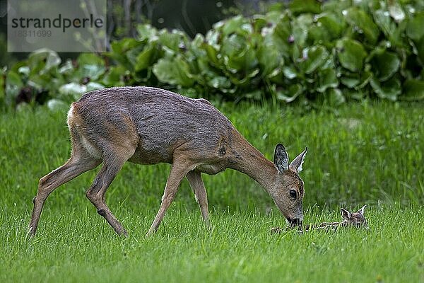 Reh (Capreolus capreolus)  Rehkitz leckend  Jämtland  Schweden  Europa