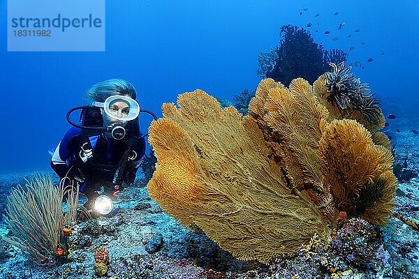 Taucher mit Lampe betrachtet Gorgonie (Annella mollis) mit Federsternen (Centrometra bella) auf Riffdach  Pazifik  Great Barrier Reef  Unesco Weltnatuerbe  Australien  Ozeanien