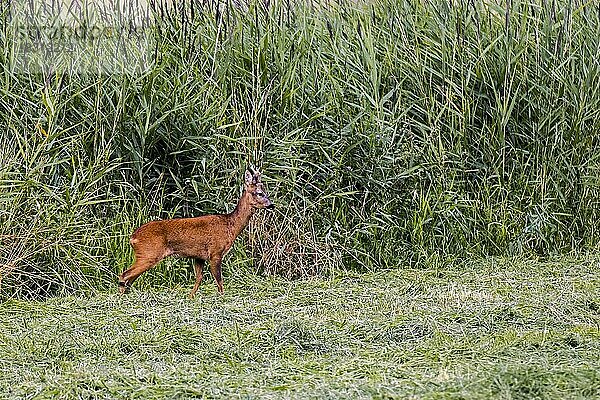 Reh (Capreolus capreolus)  Männchen  Rehbock bei der Nahrungssuche auf einer Wiese  Grasland entlang eines Schilfgürtels  Schilfgürtel im Sommer