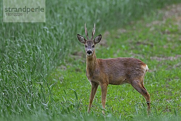 Reh (Capreolus capreolus) im Feld  Deutschland  Europa