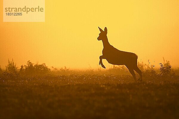 Reh (Capreolus capreolus)  weiblich  Ricke auf der Flucht in der Wiese  Wiese als Silhouette im Sonnenuntergang im Frühherbst