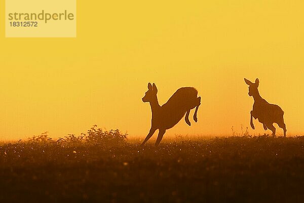 Reh (Capreolus capreolus)  weiblich  Ricke mit Jungtier auf der Flucht in einer Wiese  Silhouette einer Wiese im Sonnenuntergang im Frühherbst