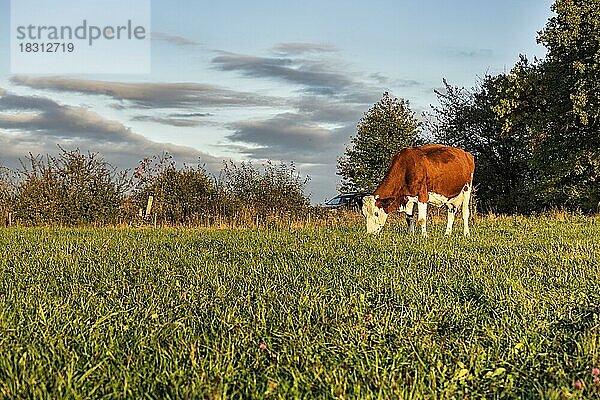 Kuh frisst Gras auf der Wiese  Weidehaltung  Weserbergland  Deutschland  Europa