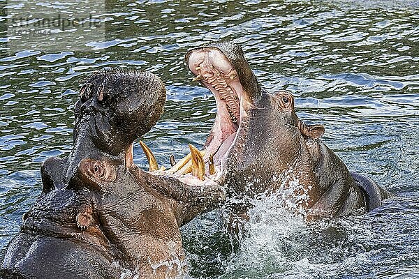 Kämpfende Nilpferde (Hippopotamus amphibius)  Nilpferde in einem See mit riesigen Zähnen und großen Eckzähnen im weit geöffneten Maul