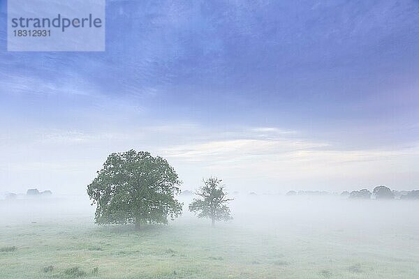 Bäume im Nebel im UNESCO-Biosphärenreservat Flusslandschaft Elbe  Biosphärenreservat Niedersächsische Elbtalaue im Frühling  Niedersachsen  Deutschland  Europa