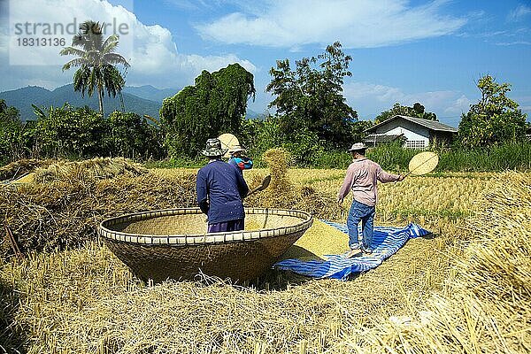 Reisbauern bei der Traditionellen Ernte und Dreschen von Reis  Chiang Rai  Thailand  Asien