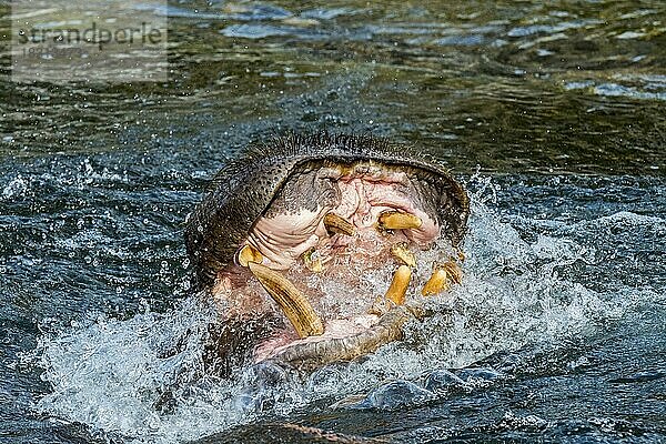 Gewöhnliches Nilpferd (Hippopotamus amphibius) in einem See mit riesigen Zähnen und großen Eckzähnen in einem weit geöffneten Maul
