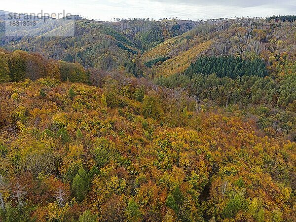 Drohnenaufnahme  Herbstwald bei Eiserne Renne  Nationalpark Harz  Sachsen-Anhalt  Deutschland  Europa