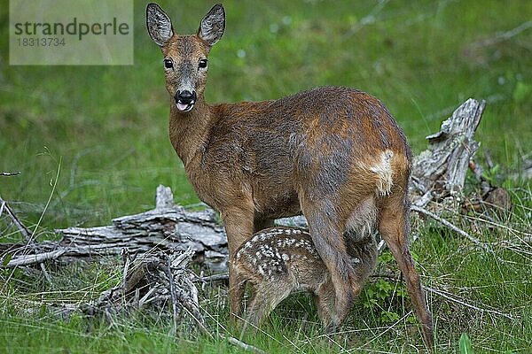 Reh (Capreolus capreolus)  Ricke mit säugendem Kitz  Jämtland  Schweden  Europa