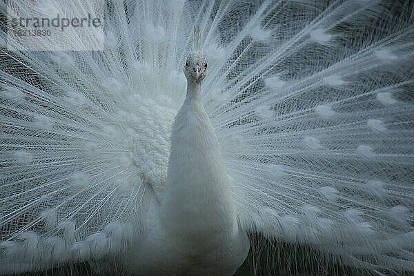 Weißer Pfau (Pavo cristatus)  radschlagen  Balz  weiß  Vogelfedern  captive