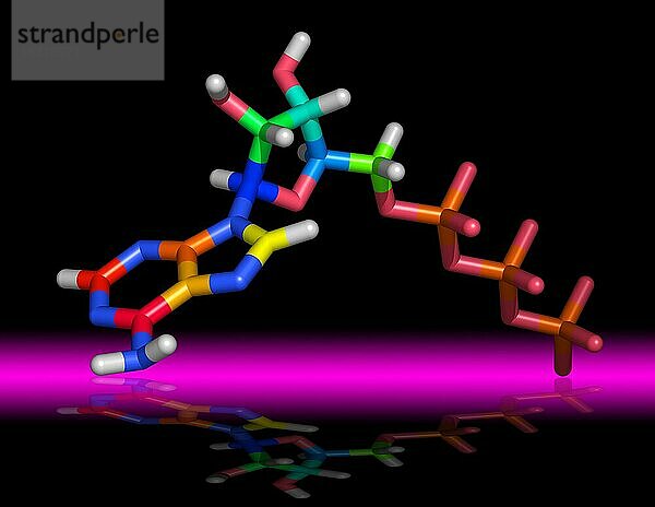 Molekül Adenosintriphosphat oder ATP  ATP transportiert chemische Energie innerhalb der Zellen für den Stoffwechsel