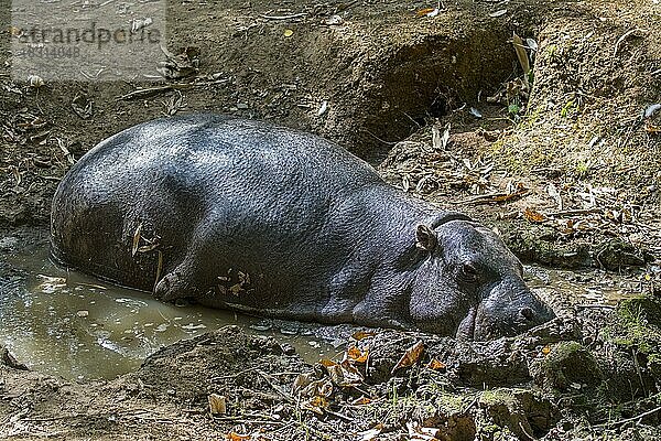 Zwergflusspferd (Hexaprotodon liberiensis) ruhend in einem Schlammloch  Sumpf  Flusspferd aus den Sümpfen Westafrikas