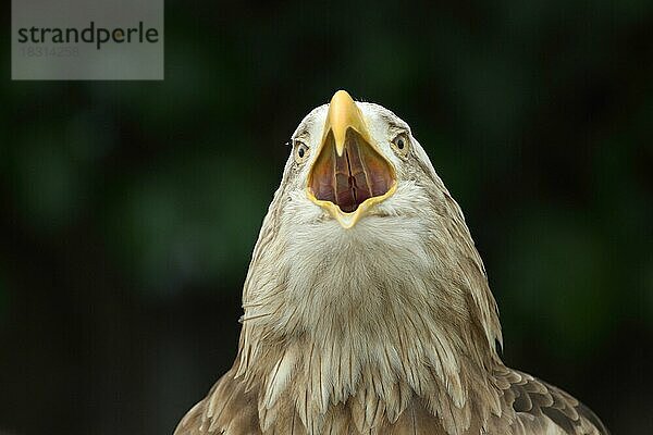 Seeadler (Haliaeetus albicilla)  Portrait  Kopf  schreiend  Schnabel  offen  Maul  Gaumen  innen  Blick von unten  Detail  captive