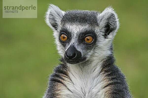 Katta (Lemur catta) Nahaufnahme  gefährdeter Primat  der auf der Insel Madagaskar endemisch ist