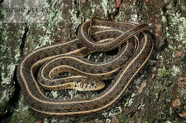 CHICAGO-GARTERSNAKE (Thamnophis sirtalis) semifasciata