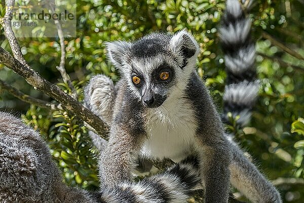 RingelschwanzKatta (Lemur catta) bei der Futtersuche im Baum  gefährdeter Primat  der auf der Insel Madagaskar endemisch ist