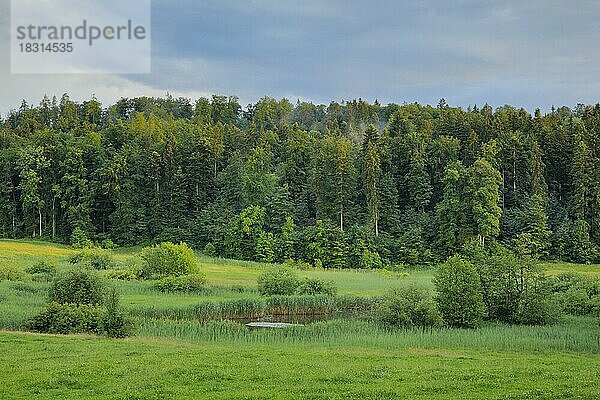 Mooriges Naturschutzgebiet bei Uetzikon bei Oetwil am See im Zürcher Oberland um Kanton Zürich  Schweiz  Europa