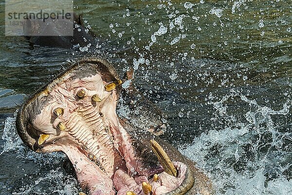 Gewöhnliches Nilpferd (Hippopotamus amphibius) in einem See mit riesigen Zähnen und großen Eckzähnen in einem weit geöffneten Maul
