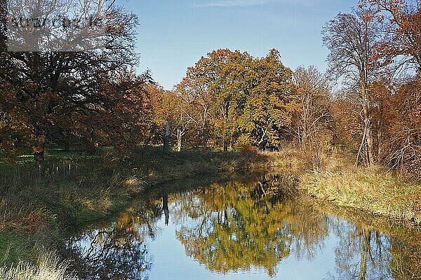 Herbst in der Flussauenlandschaft  Herbststimmung am Fluss Mulde  Biosphärenreservat Mittlere Elbe  Dessau-Roßlau  Sachsen-Anhalt  Deutschland  Europa