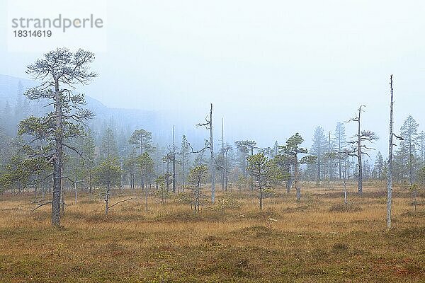 Alte Rotföhre (Pinus sylvestris) in einem nebelverhangenen Moorgebiet  Fulufjaellet  Fulufjället-Nationalpark  Älvdalen  Dalarna  Schweden  Europa