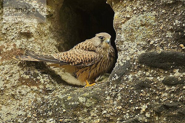 Turmfalke (Falco tinnunculus) vor Bruthöhle  captive