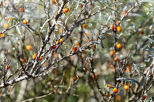 Orangefarbene Beeren der Sanddorn (Hippophae rhamnoides)  Suffolk  England  UK