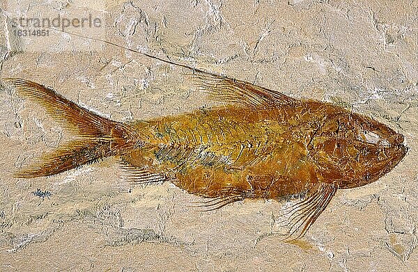 Tiefseefischfossil  Nematonotus longispinus  Mittelkreide  Libanon  Asien