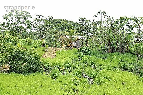 Indigenes Volk  Haus im Dorf des Urvolkes Huni Kuin im Amazonas-Regenwald  Acre  Brasilien  Südamerika