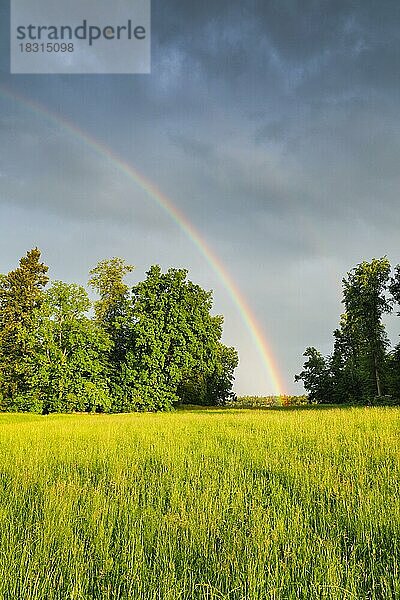 Abendliche Gewitterstimmung mit doppeltem Regenbogen über üppig grünem Mischwald  im Zürcher Oberland  Zürich  Schweiz  Europa