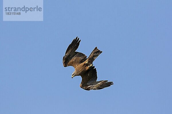 Schwarzmilan (Milvus migrans) im Flug  tauchend  mit gefalteten Flügeln gegen den blauen Himmel stürzend