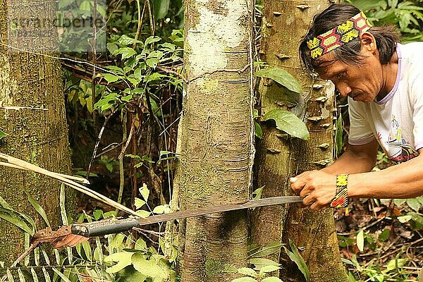 Indigenes Volk  Mann der Ureinwohner Huni Kuin schlägt ein Messer in einen Kautschukbaum (Hevea brasiliensis) im Amazonas-Regenwald  Acre  Brasilen