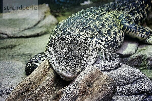 Kubakrokodil  Rautenkrokodil (Crocodylus rhombifer) im Gehege  Portrait  Sea-Life Hannover  Niedersachsen  Deutschland  Europa