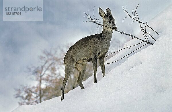 Reh (Capreolus capreolus)  das im Winter an einem Zweig im Schnee nagt