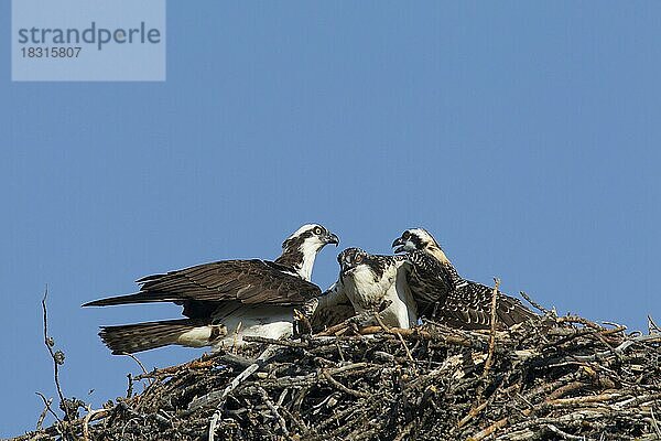 Fischadler (Pandion haliaetus)  Altvogel mit zwei Jungtieren im Nest