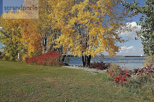 Herbstfarben  Sankt-Lorenz-Strom  Provinz Quebec  Kanada  Nordamerika