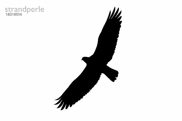 Silhouette eines auffliegenden Fischadlers (Pandion haliaetus) im Flug  umrissen auf weißem Hintergrund  um die Form von Flügeln  Kopf und Schwanz zu zeigen