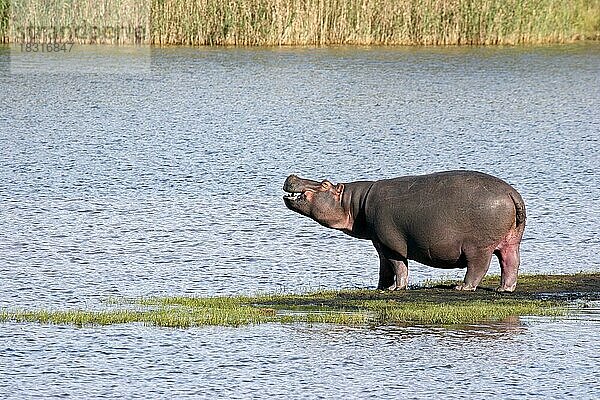 Nilpferd (Hippopotamus amphibius) auf einer Insel im Fluss  St. Lucia  Südafrika  Mittelamerika