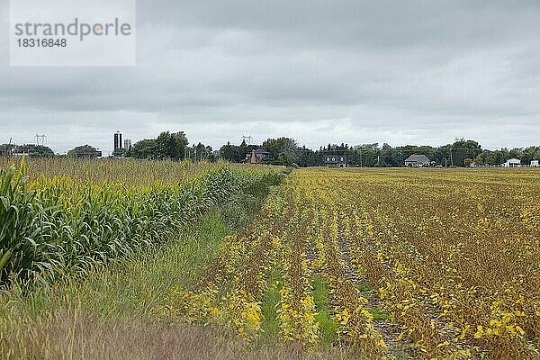 Landwirtschaft  Mais- und Sojafelder  Provinz Quebec  Kanada  Nordamerika