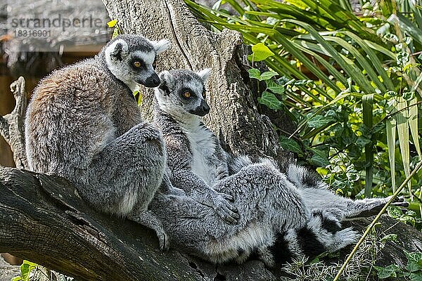 RingelschwanzKatta (Lemur catta) im Wald  auf Madagaskar beheimateter Primat