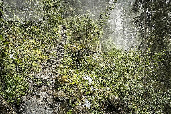 Felsenweg  Pfad durch Nadelwald an steilem Berghang im Nebel im Herbst  Nationalpark Hohe Tauern  Kärnten  Österreich  Europa
