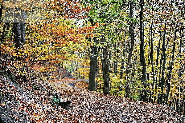Herbststimmung  Wald  Iserlohn  Deutschland  Europa