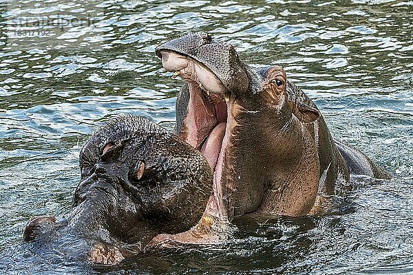 Zwei gähnende Nilpferde (Hippopotamus amphibius) im See  Gähnen mit weit geöffnetem Maul dient als Drohgebärde